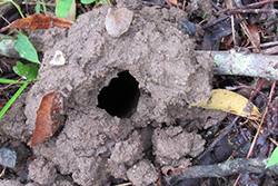 crawdad mud hole