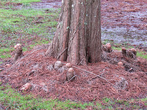 Cypress trees stands with knees