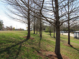 Cypress Trees along road