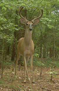 Stag in the woods