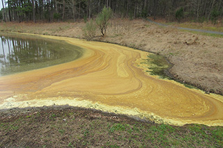 The small cove at bridge #3 receives an extra thick layer of pollen, providing greater texture to the masterpiece.