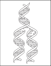 Coloring Book Page - A Drawing of 2 DNA Strands