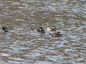 Bufflehead ducks