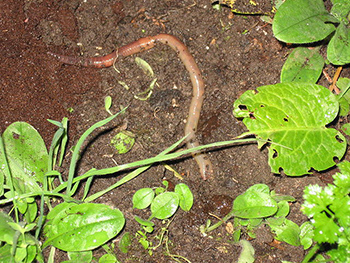 How to Prevent Earthworms From Coming on a Sidewalk After It Rains