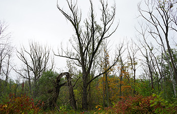 White Ash tree