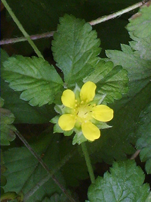 Potentilla indica