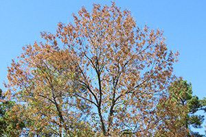 ash tree in spring with seeds