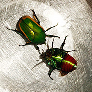figeater beetles
