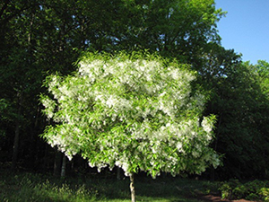 Fringe Tree