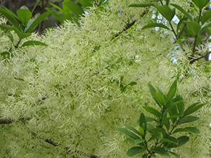 Fringe Tree closeup