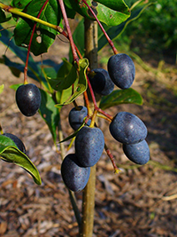 Fruit turning purple