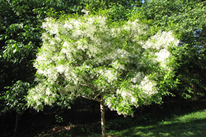 fringe tree in spring