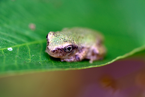 Tiny frog. Slew of baby frogs on a walking path in a nature park