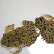 toads