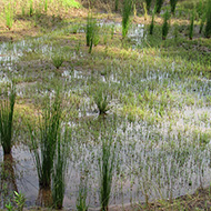 tadpole pond