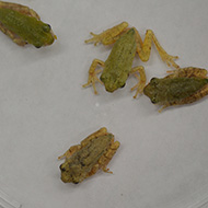 tiny frogs