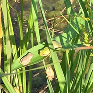 young frogs on plants