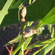 frogs on plants in summer