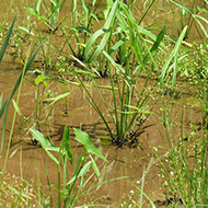 arrowheads and reeds