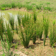 water and algae