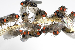 group of fruit flies