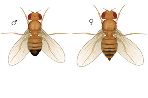 diagram of male and female fruit flies