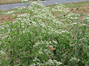 White Boneset