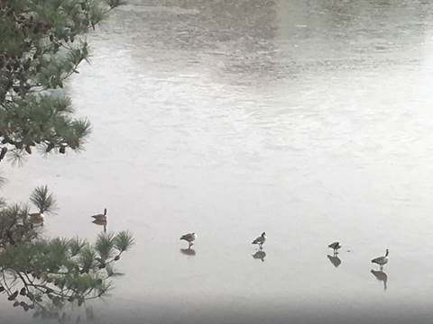 Geese walking on frozen lake