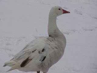 Goose in the snow