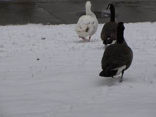 Geese walking through snow