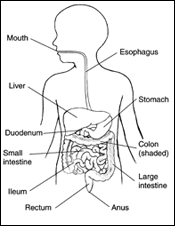 Drawing of the GI tract with labels for the mouth, esophagus, stomach, liver, small intestine,