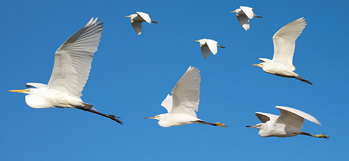 Four heron species in flight: Great Egret (left); Snowy Egret (lower middle); Little Blue Heron (lower right); Cattle Egret (upper right, and trio of smaller birds)