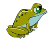 green frog