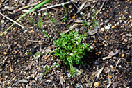 Hairy Bittercress