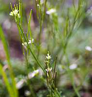 Hairy Bittercress stalks