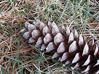 Pinecone