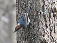 Brown headed nuthatch