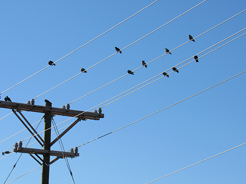 Birds sitting on a power line