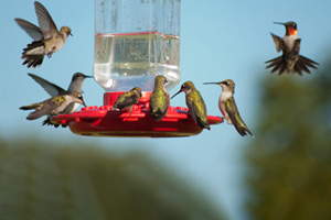 Multiple Hummingbirds at feeder, some eating nectar, some hovering waiting their turn