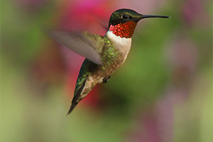Male Ruby-throated Hummingbird (archilochus colubris) in flight colorful background