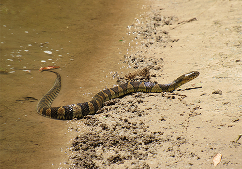 northern water snake coming out of water