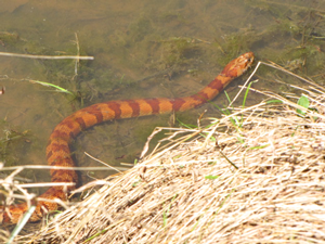 red-brown norther water snake