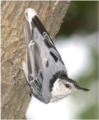 white-breasted nuthatch