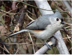 tufted titmouse