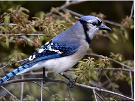 blue jay