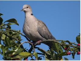 Mourning dove