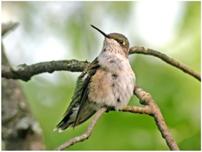 ruby-throated hummingbird