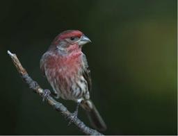 house finch