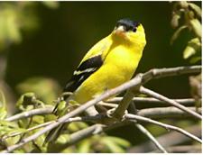 American goldfinch