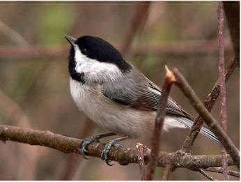 Carolina chickadee